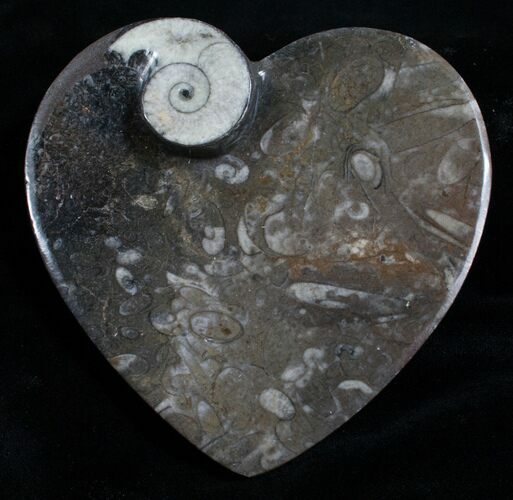 Heart Shaped Fossil Goniatite Dish #4953